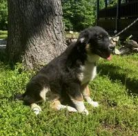Blackout, a male Australian Shepherd for sale in Neosho, MO – 3 of 10