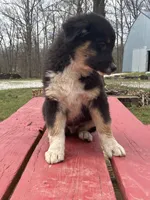 Blackout, a male Australian Shepherd for sale in Neosho, MO – Photo 6 of 6