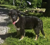 Blackout, a male Australian Shepherd for sale in Neosho, MO – 5 of 10