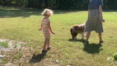Rosie, a female Australian Shepherd for sale in Neosho, MO – 9 of 10