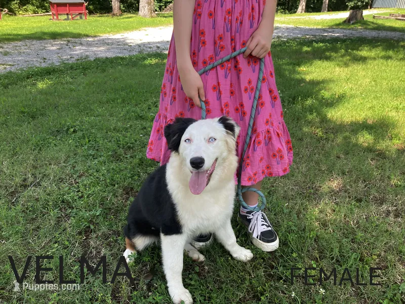 Velma – Australian Shepherd puppy for sale in Neosho, MO