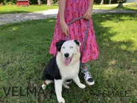 Velma, a female Australian Shepherd for sale in Neosho, MO – 1 of 10