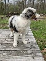 Daphne, a female Australian Shepherd for sale in Neosho, MO – Photo 2 of 5