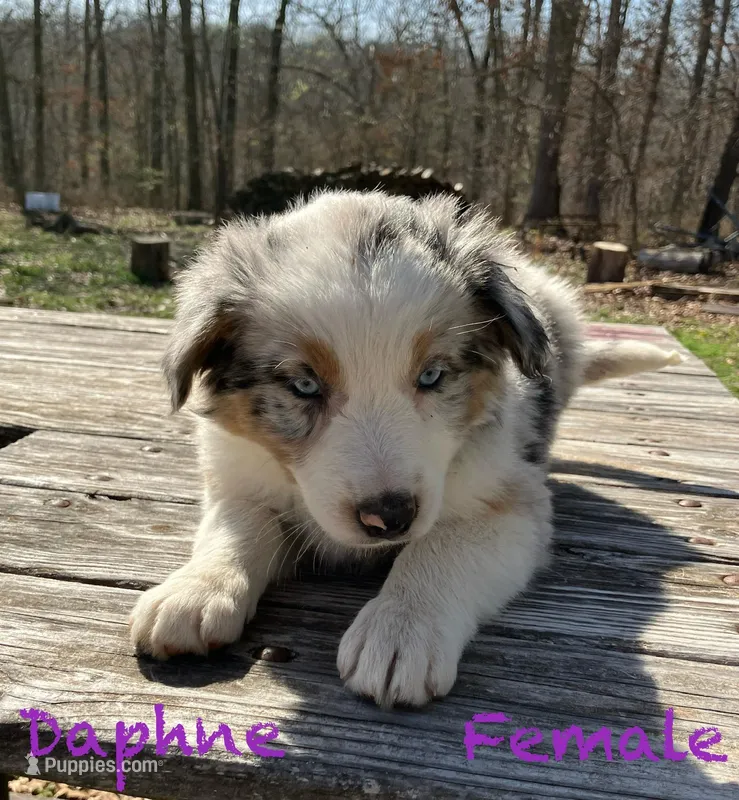 Daphne – Australian Shepherd puppy for sale in Neosho, MO