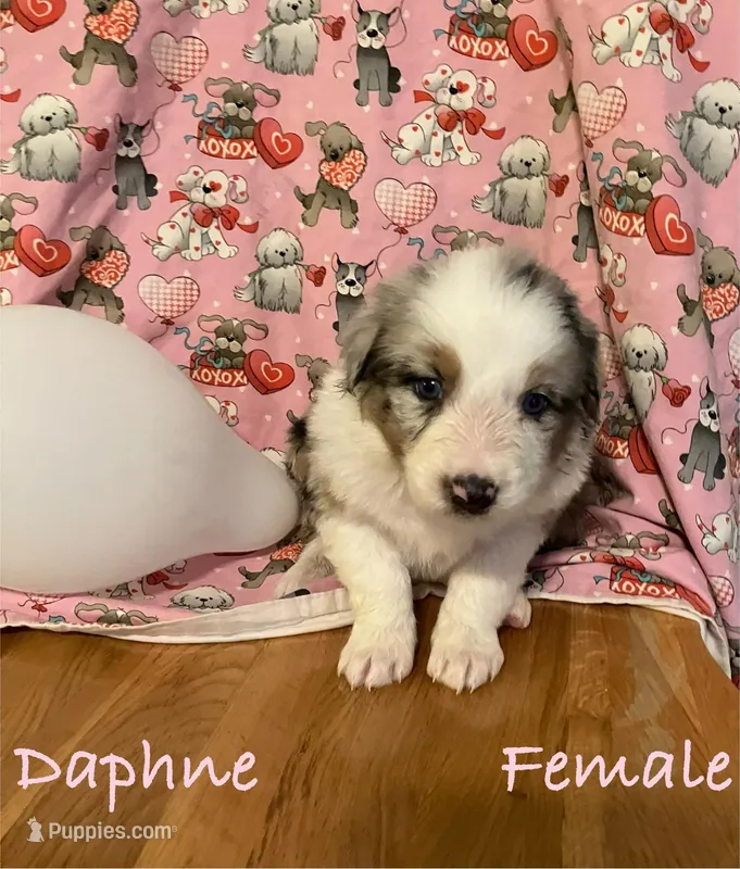 Daphne