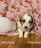 Daphne, a female Australian Shepherd for sale in Neosho, MO – Photo 1 of 3