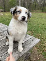Daphne, a female Australian Shepherd for sale in Neosho, MO – Photo 5 of 5