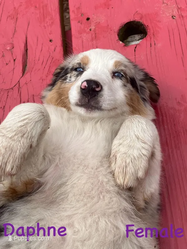 Daphne – Australian Shepherd puppy for sale in Neosho, MO