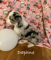 Daphne, a female Australian Shepherd for sale in Neosho, MO – Photo 3 of 3