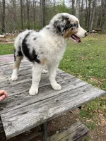 Daphne, a female Australian Shepherd for sale in Neosho, MO – Photo 4 of 5