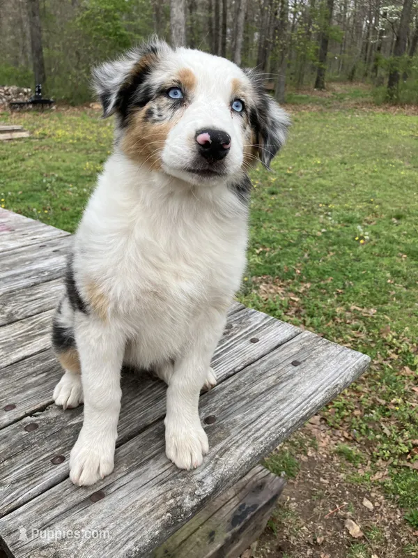 Daphne – Australian Shepherd puppy for sale in Neosho, MO