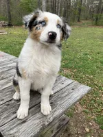 Daphne, a female Australian Shepherd for sale in Neosho, MO – Photo 1 of 5
