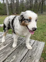 Daphne, a female Australian Shepherd for sale in Neosho, MO – Photo 3 of 5