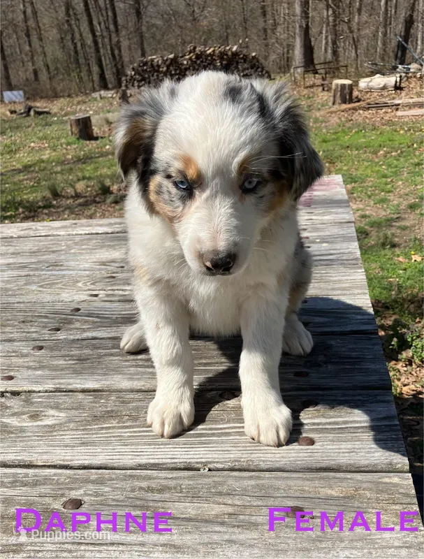 Daphne – Australian Shepherd puppy for sale in Neosho, MO