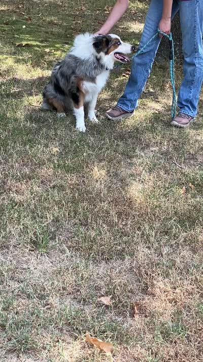 Freddy, a male Australian Shepherd for sale in Neosho, MO – 10 of 10