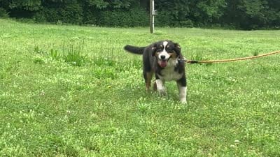 Drift, a male Australian Shepherd for sale in Neosho, MO – 7 of 7