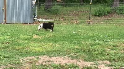 Velma, a female Australian Shepherd for sale in Neosho, MO – 7 of 7