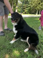 Blackout, a male Australian Shepherd for sale in Neosho, MO – 5 of 10