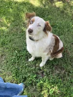 Rosie, a female Australian Shepherd for sale in Neosho, MO – 4 of 9
