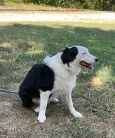 Velma, a female Australian Shepherd for sale in Neosho, MO – 7 of 10