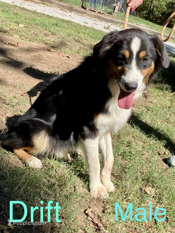 Drift – Australian Shepherd puppy for sale in Neosho, MO