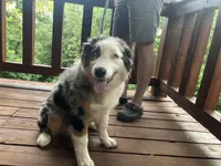 Freddy, a male Australian Shepherd for sale in Neosho, MO – 2 of 10