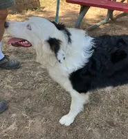 Velma, a female Australian Shepherd for sale in Neosho, MO – 3 of 10