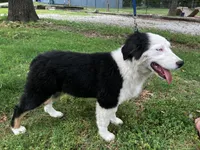 Velma, a female Australian Shepherd for sale in Neosho, MO – 4 of 7