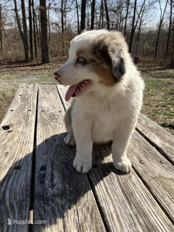 Scooby-Doo – Australian Shepherd puppy for sale in Neosho, MO