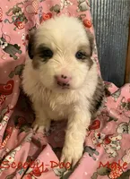 Scooby-Doo, a male Australian Shepherd for sale in Neosho, MO – Photo 2 of 3