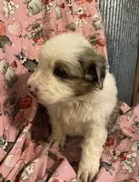 Scooby-Doo, a male Australian Shepherd for sale in Neosho, MO – Photo 3 of 3