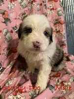 Scooby-Doo, a male Australian Shepherd for sale in Neosho, MO – Photo 1 of 3