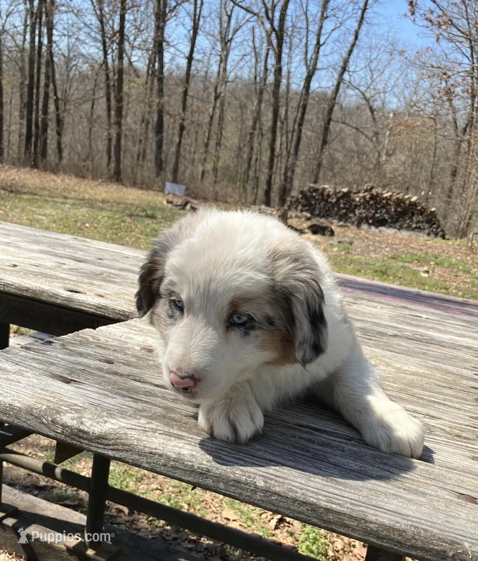 Scooby-Doo – Australian Shepherd puppy on hold in Neosho, MO