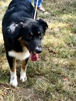 Blackout, a male Australian Shepherd for sale in Neosho, MO – 4 of 10