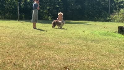 Rosie, a female Australian Shepherd for sale in Neosho, MO – 8 of 10
