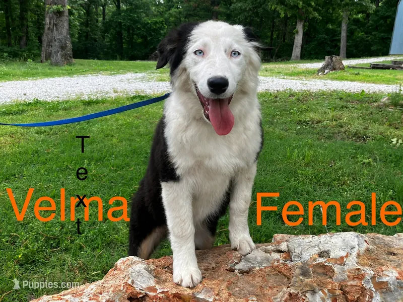 Velma – Australian Shepherd puppy for sale in Neosho, MO