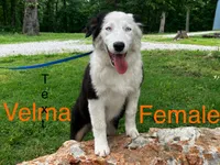 Velma, a female Australian Shepherd for sale in Neosho, MO – 1 of 7