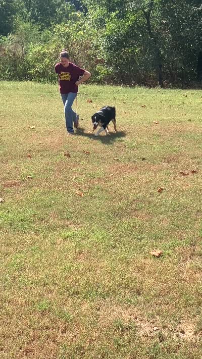 Drift, a male Australian Shepherd for sale in Neosho, MO – 9 of 10