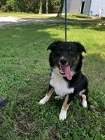 Blackout, a male Australian Shepherd for sale in Neosho, MO – 4 of 10