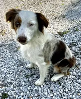 Rosie, a female Australian Shepherd for sale in Neosho, MO – Photo 3 of 10