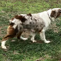 Rosie, a female Australian Shepherd for sale in Neosho, MO – Photo 3 of 5