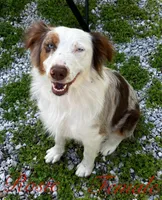 Rosie, a female Australian Shepherd for sale in Neosho, MO – Photo 2 of 10