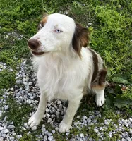 Rosie, a female Australian Shepherd for sale in Neosho, MO – Photo 10 of 10