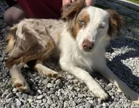 Rosie, a female Australian Shepherd for sale in Neosho, MO – Photo 6 of 10