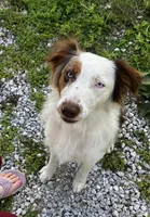 Rosie, a female Australian Shepherd for sale in Neosho, MO – Photo 9 of 10