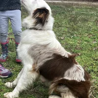 Rosie, a female Australian Shepherd for sale in Neosho, MO – Photo 5 of 5