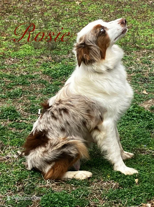Rosie, a female Australian Shepherd for sale in Neosho, MO – Photo 1 of 5