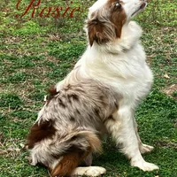 Rosie, a female Australian Shepherd for sale in Neosho, MO – Photo 1 of 5