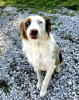 Rosie, a female Australian Shepherd for sale in Neosho, MO – Photo 7 of 10