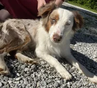 Rosie, a female Australian Shepherd for sale in Neosho, MO – Photo 5 of 10